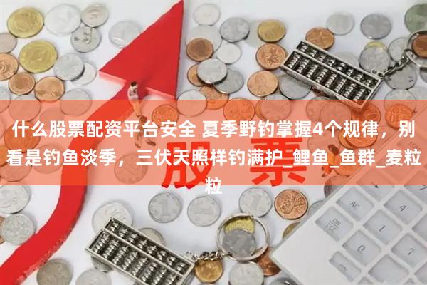 什么股票配资平台安全 夏季野钓掌握4个规律，别看是钓鱼淡季，三伏天照样钓满护_鲤鱼_鱼群_麦粒